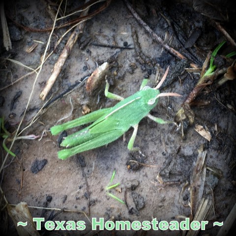 Grasshoppers can be damaging to garden plants. But they make good chicken food. #TexasHomesteader