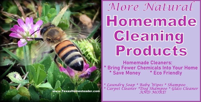 Natural home cleaning - make your own cleaning products and save. Bee in purple flower wild clover blossom #TexasHomesteader