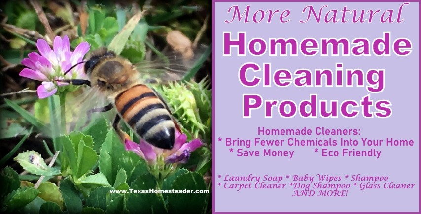 https://texashomesteader.com/wp-content/uploads/2022/01/Natural-home-cleaning-make-your-own-cleaning-products-and-save.-Bee-in-purple-flower-wild-clover-blossom-TexasHomesteader.jpg