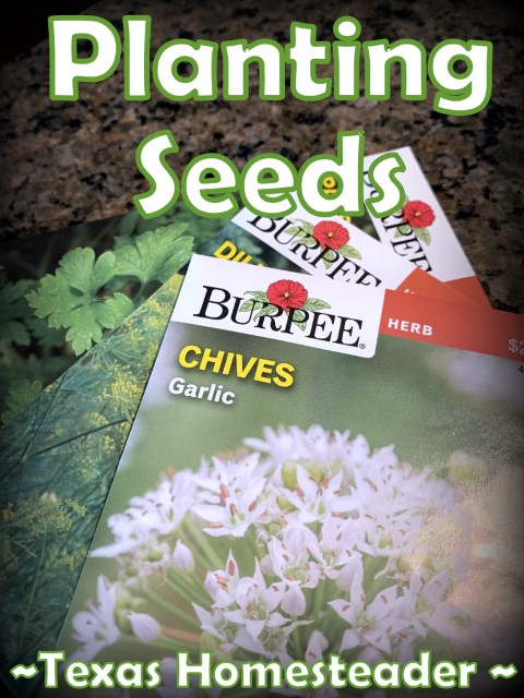 Seeds are inexpensive and easy to grow. #TexasHomesteader