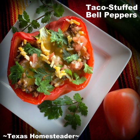 Taco stuffed red bell peppers on white plate with cilantro garnish, tomato, jalapeño #TexasHomesteader