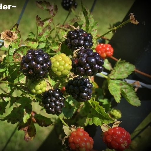 Blackberry bush with green, red and ripe purple blackberries dewberries part of edible landscape garden. #TexasHomesteader