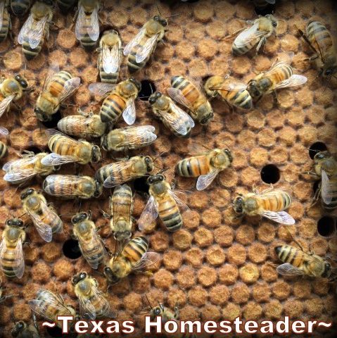 Texas honeybee apiary beehives. #TexasHomesteader