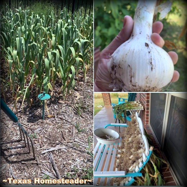 Harvesting large elephant garlic from our garden helps keep us in food. #TexasHomesteader