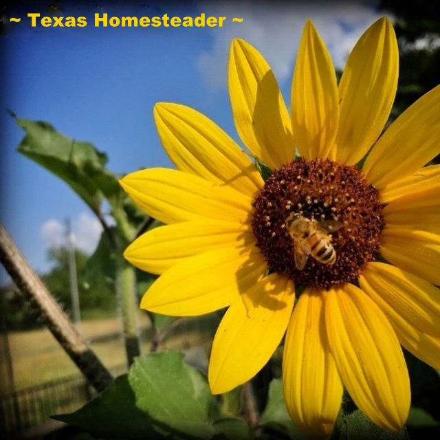 Honeybee on sunflower collecting pollen and nectar for honey. #TexasHomesteader