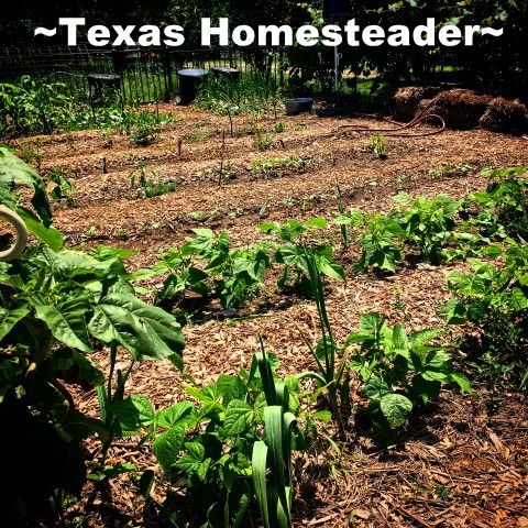 Vegetable garden in NE Texas. #TexasHomesteader