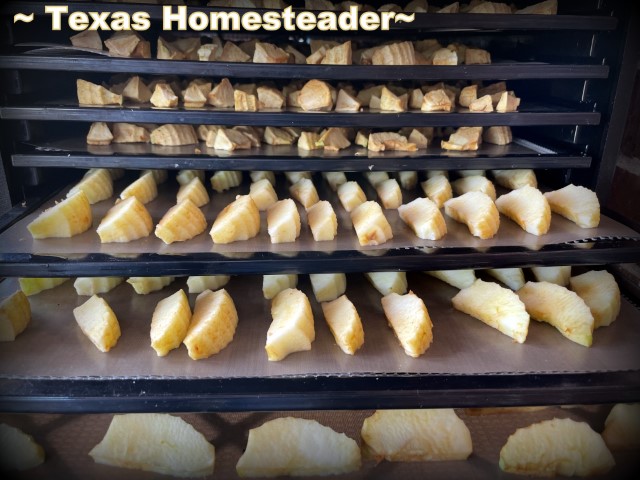 Apples or pears peeled, cored and sliced and laid upon Excalibur dehydrator trays to dry and dehydrate. Dehydrated apples. #TexasHomesteader