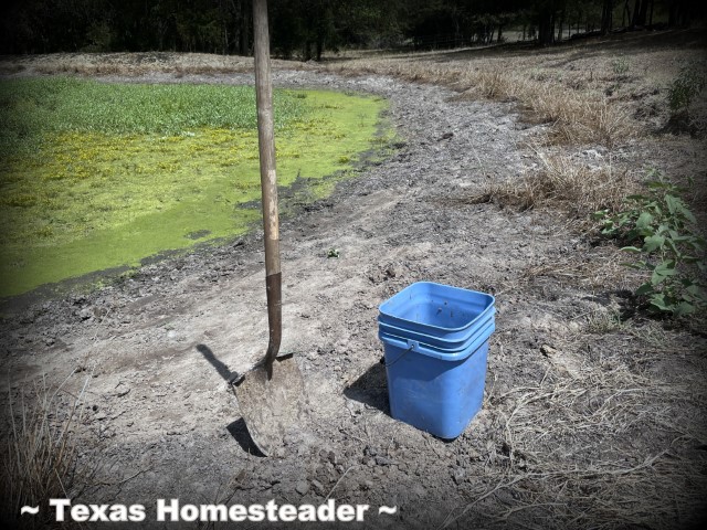 Filling a raised bed with topsoil soil dirt around pond during drought. #TexasHomesteader