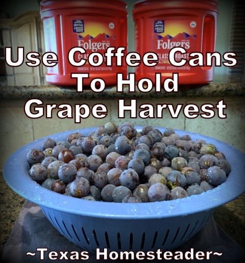 Coffee Cans hold grape harvest ripe grapes strainer. #TexasHomesteader