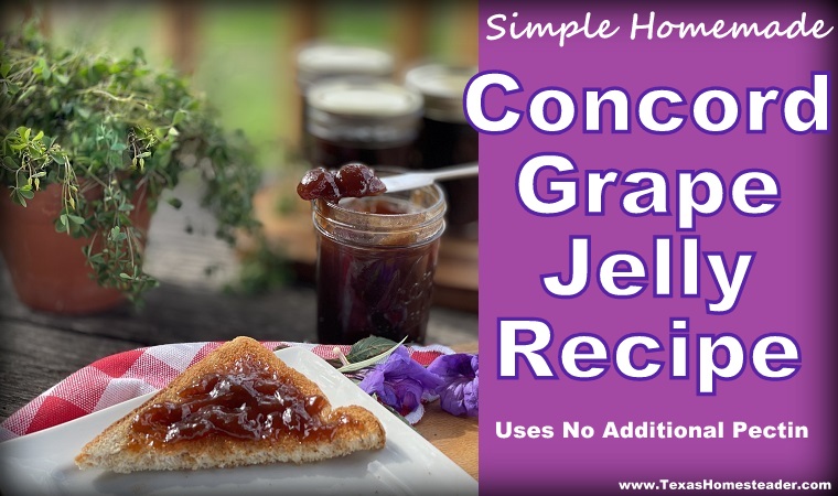 Homemade Grape Jelly or Jam made with purple Concord grapes. #TexasHomesteader