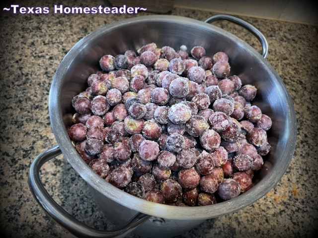 Large stockpot filled with frozen grapes in preparation for making homemade Grape Jelly. #TexasHomesteader