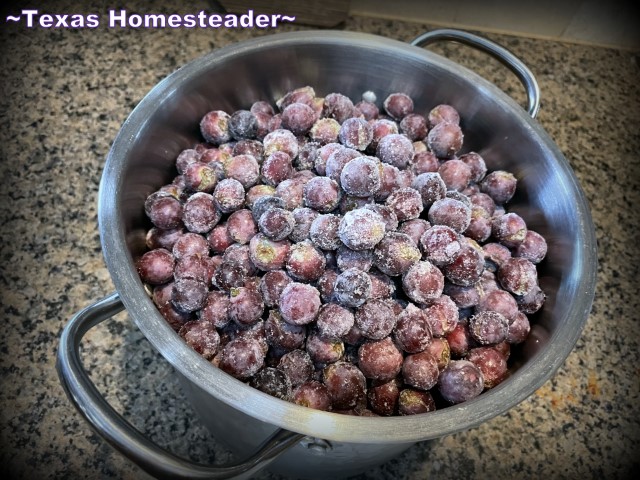 https://texashomesteader.com/wp-content/uploads/2022/09/Large-stockpot-filled-with-frozen-grapes-in-preparation-for-making-Concord-Grape-Jelly.-TexasHomesteader.jpg