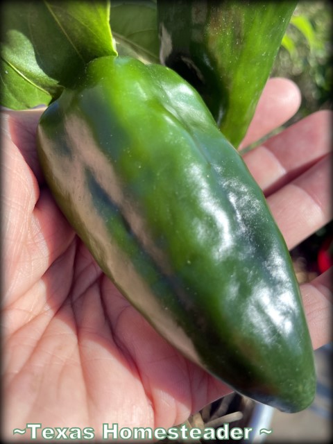 Ancho pepper - poblano pepper garden produce #TexasHomesteader