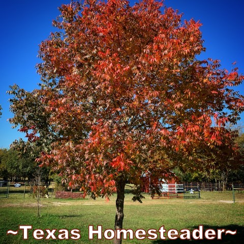 Memorial tree planting - Pistache tree fall autumn color changing leaves memorial remembrance tree planting idea. #TexasHomesteader