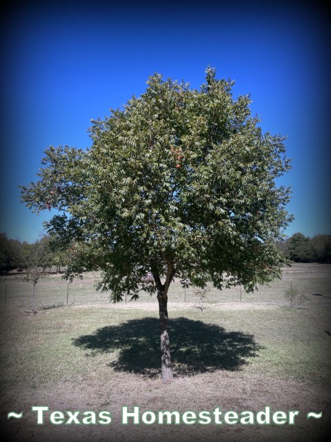 Memorial tree planting - Pistache tree green leaves blue sky. #TexasHomesteader