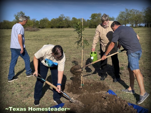 Volunteers planting a memorial tree - shovels, dirt, water can, new tree. #TexasHomesteader