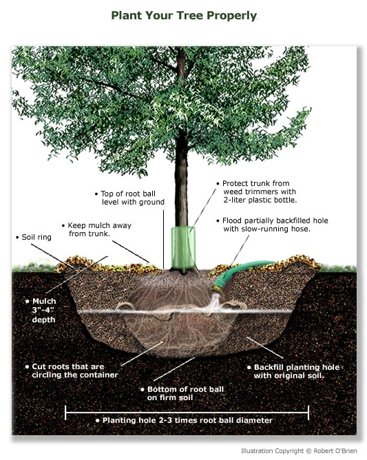 Memorial tree planting - Proper way to plant a new tree. #TexasHomesteader