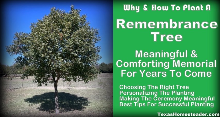 Remembrance memorial tree planting - Pistache tree green leaves blue sky. #TexasHomesteader