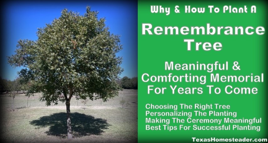 Texas A&M Extension Office provides tree-planting tips