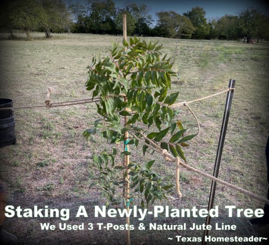 Staking a newly-planted remembrance memorial planting Pistache tree with t-posts and jute rope. #TexasHomesteader