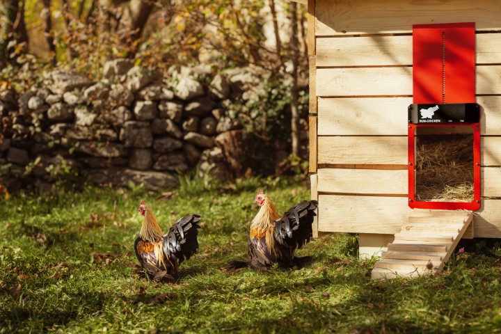 Run-Chicken red coop coor with chickens and green grass. #TexasHomesteader
