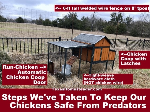 Building a chicken yard to protect against predators. #TexasHomesteader