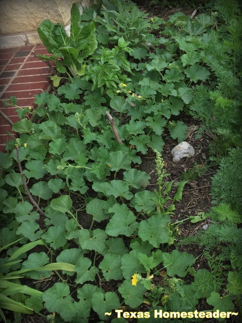 Edible Landscape - cantaloupe vines living mulch #TexasHomesteader