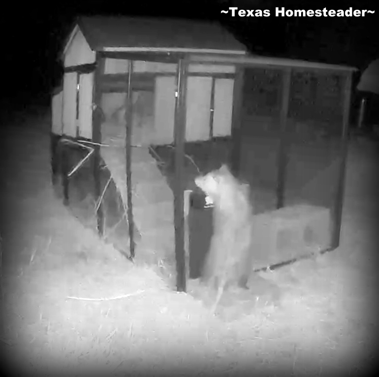 Night image of possum predator trying to break into chicken coop automatic door. #TexasHomesteader