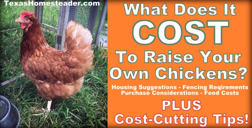 What does it cost to raise your own laying hens chickens #TexasHomesteader