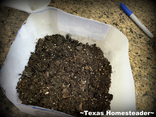 Milk Jug Greenhouse - add seed starting soil to the milk jug. #TexasHomesteader