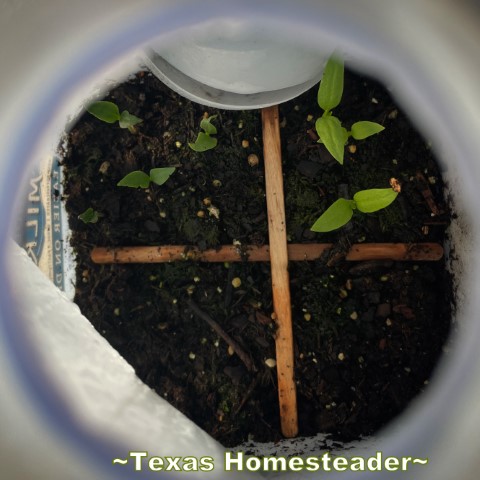 Milk Jug Greenhouse - pepper seeds sprouting inside. #TexasHomesteader