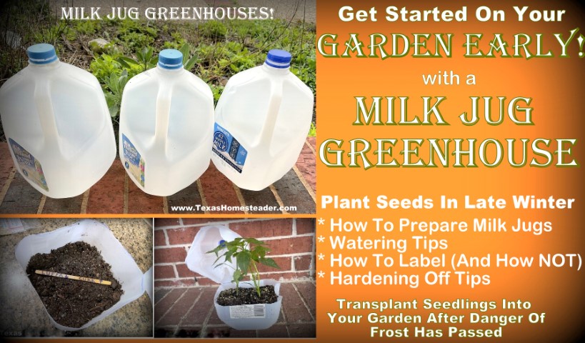 milk jug garden planting seeds in winter and seedlings. #TexasHomesteader