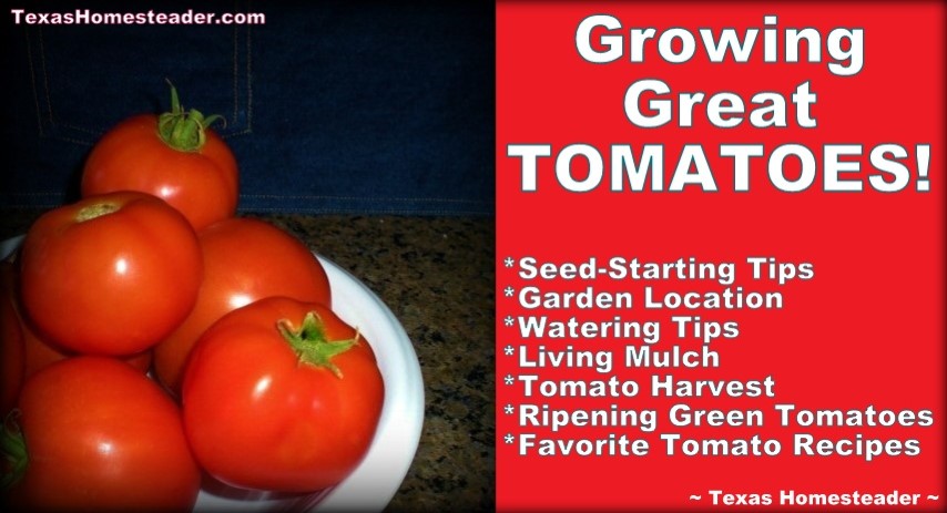 Growing the best tomatoes in your garden. #TexasHomesteader