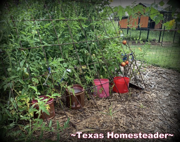 Tomatoes in garden using cattle panel trellis, repurposed coffee cans for water, wood mulch. #TexasHomesteader