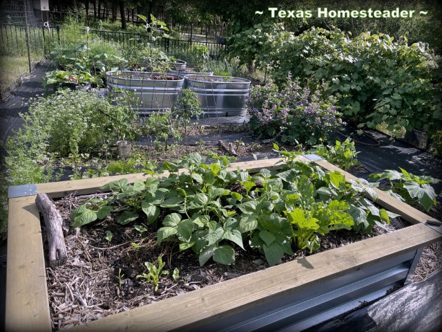 Texas vegetable garden in May - raised beds, greenhouse underlayment paths, green vegetable plants growing. #TexasHomesteader