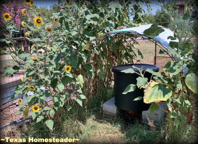 30-gallon black bucket with lid, chicken water nipples on bottom, cattle panel shade with sunflowers. #TexasHomesteader