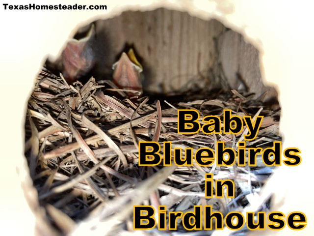 Baby bluebirds in a birdhouse. #TexasHomesteader