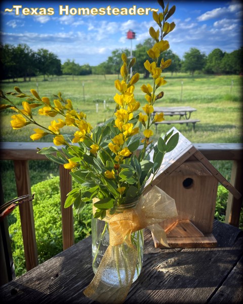 Cedar fence plank birdhouse. #TexasHomesteader