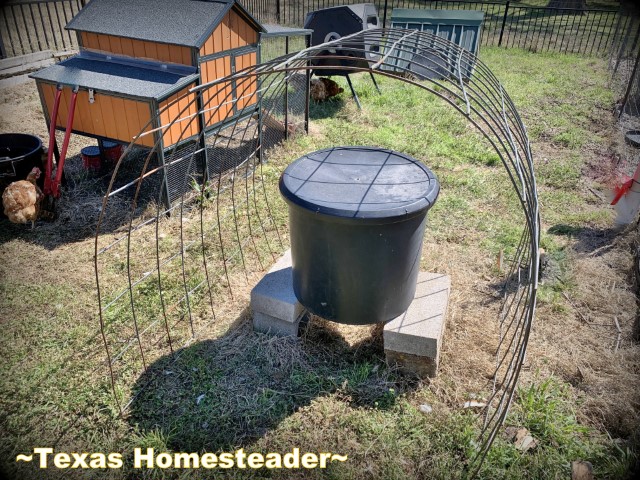 Chicken water 30-gallon bucket with cattle panel shade arch. #TexasHomesteader
