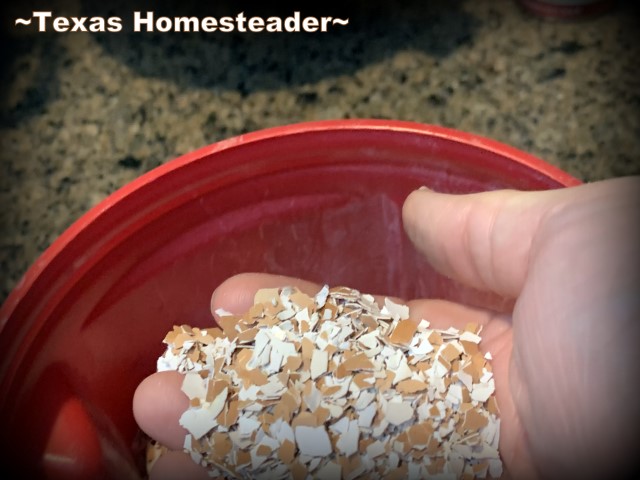 Feeding chickens crushed eggshells for calcium for strong shells. #TexasHomesteader