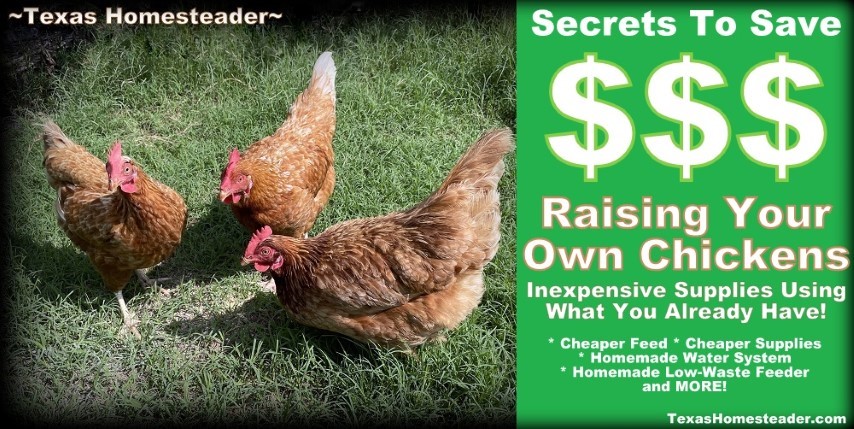 How to save money when raising Laying Hens Chickens. #TexasHomesteader