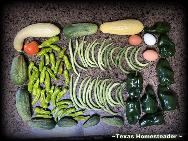 June garden vegetable produce harvest. #TexasHomesteader. 
