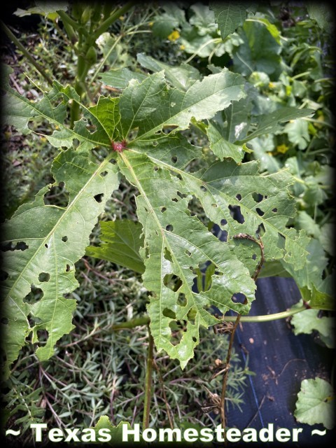 06- June garden produce harvest Okra grasshopper pest damage. #TexasHomesteader