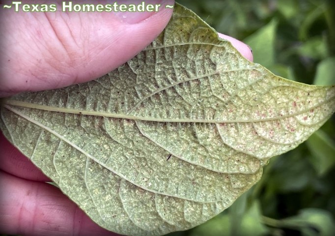 06- June garden produce harvest green bean pest damage - maybe spider mite #TexasHomesteader