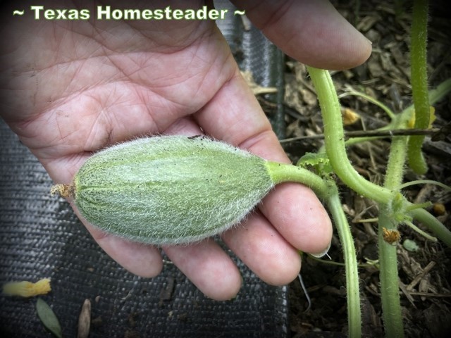 06- June garden produce harvest - tiny small cantaloupe #TexasHomesteader