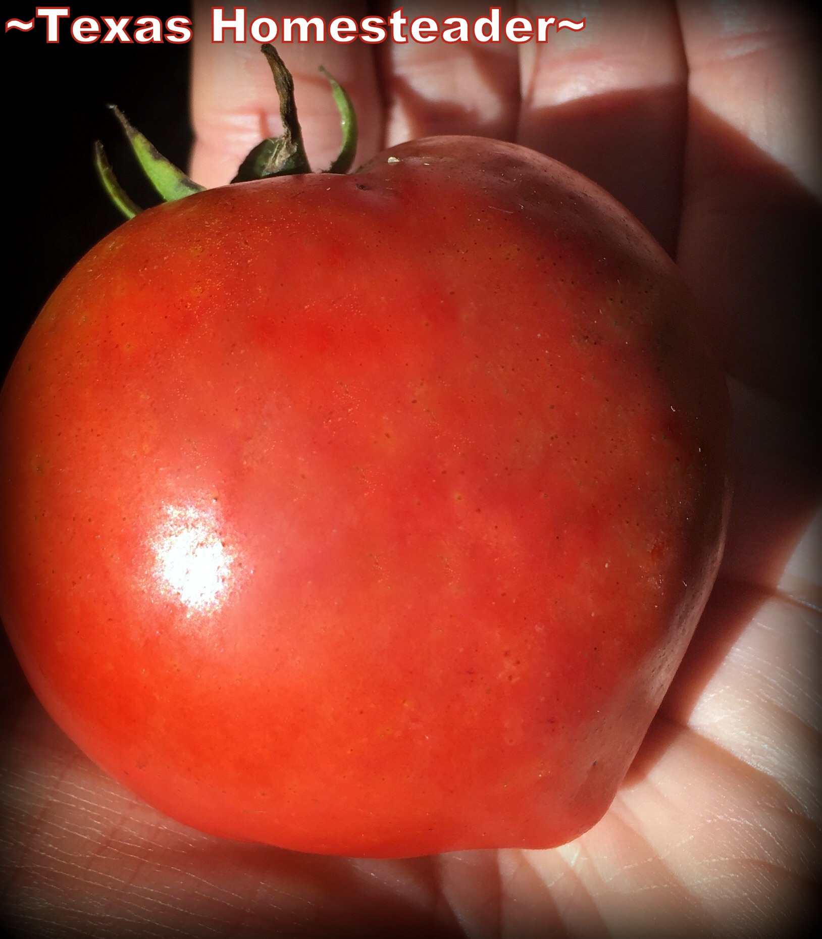 07-19 heirloom Amish Paste tomato from seed washed beneath mom's house. #TexasHomesteader