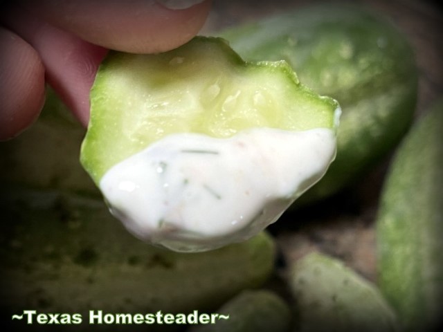 Fresh garden cucumber slice with homemade dip made with yogurt, lemon juice and fresh dill. #TexasHomesteader