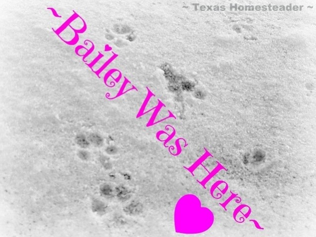 Bailey paw prints in snow. #TexasHomesteader