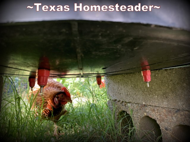 Chicken water system using large black bucket and red water nipples. #TexasHomesteader