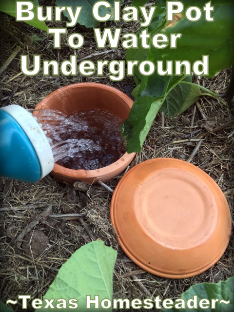 Clay terracotta pot as homemade olla to deliver water underground to the plant roots and conserve water. #TexasHomesteader